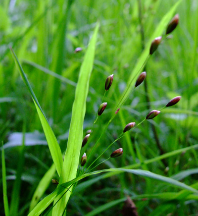 Melica uniflora Melica_uniflora2