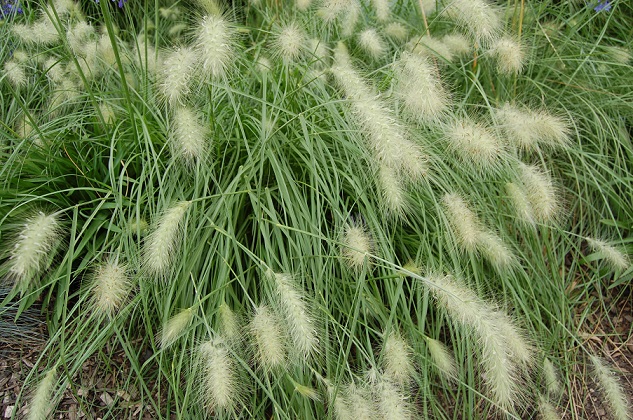 Pennisetum villosum Pennisetum_villosum