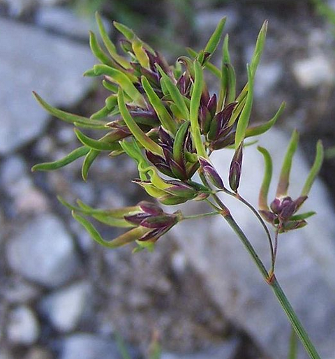 Poa alpina Poa_alpina