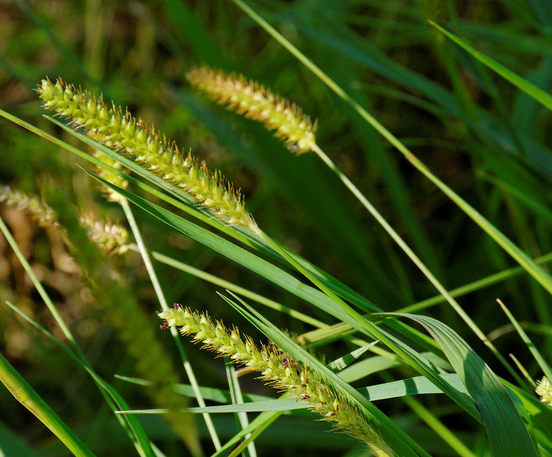 Setaria parviflora Setaria_parviflora