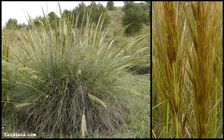 Stipa tenacissima Stipa_tenacissima