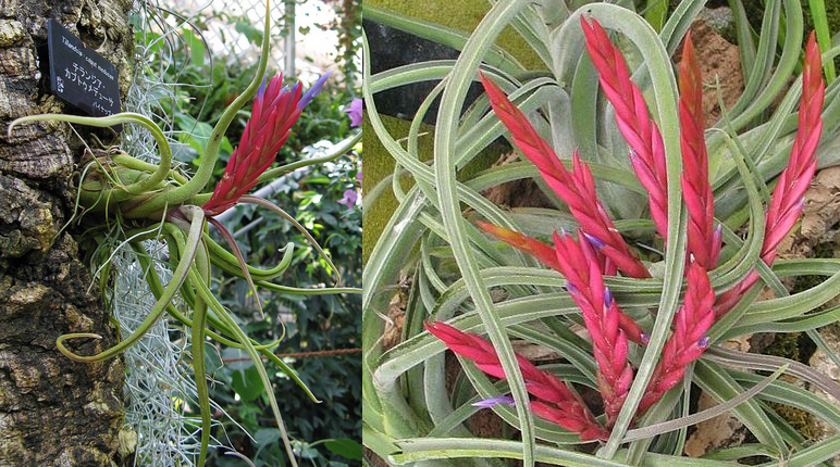 Tillandsia caput-medusae Tillandsia_caput-medusae