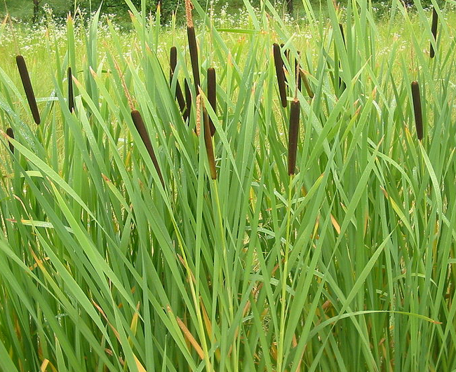 Typha latifolia Typha_latifolia