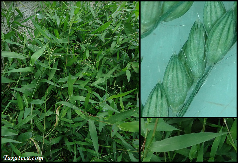 Urochloa ramosa Urochloa_ramosa