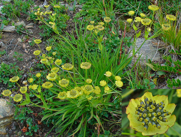 Bupleurum stellatum Bupleurum_stellatum