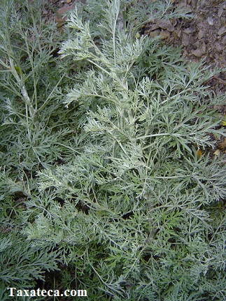 Artemisia absinthium Artemisia_absinthium2