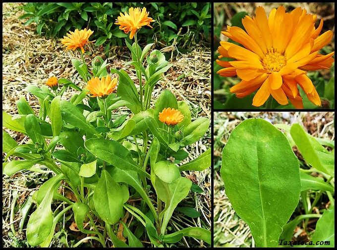 Calendula officinalis Calendula_officinalis