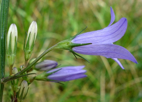 Campanula rapunculus Campanula_rapunculus2