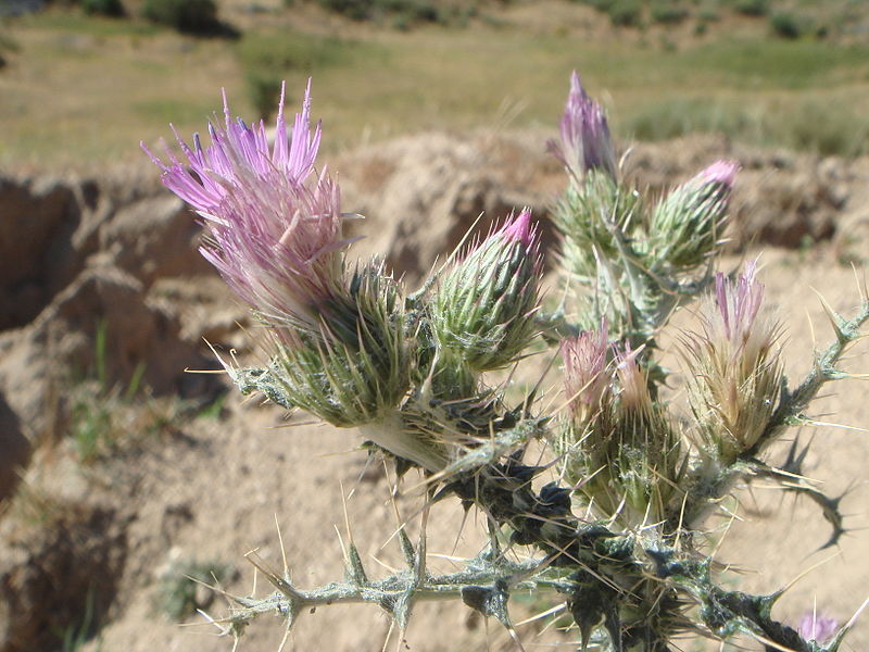 Carduus carpetanus Carduus_carpetanus