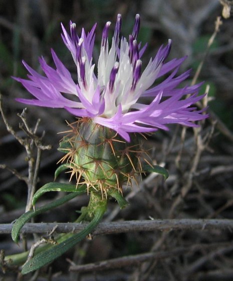 Centaurea aspera Centaurea_aspera