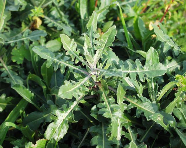 Centaurea aspera Centaurea_aspera2