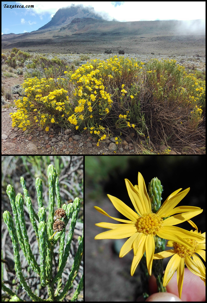 Euryops dacrydioides Euryops_dacrydioides