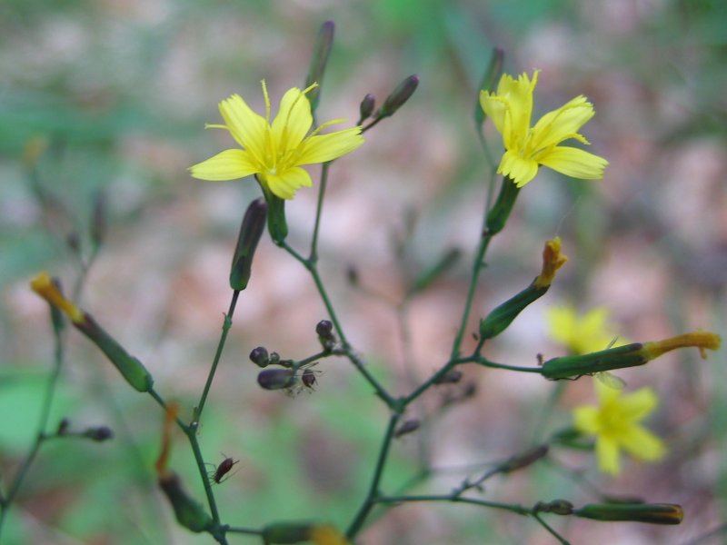 Lactuca muralis Lactuca_muralis