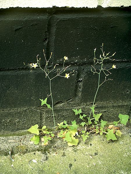 Lactuca muralis Lactuca_muralis2