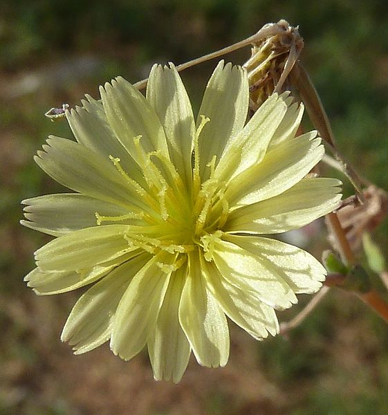 Lactuca serriola Lactuca_serriola