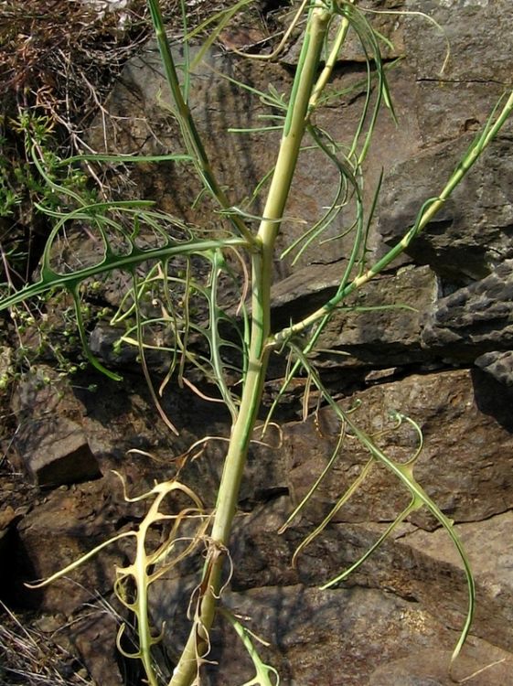 Lactuca viminea Lactuca_viminea2