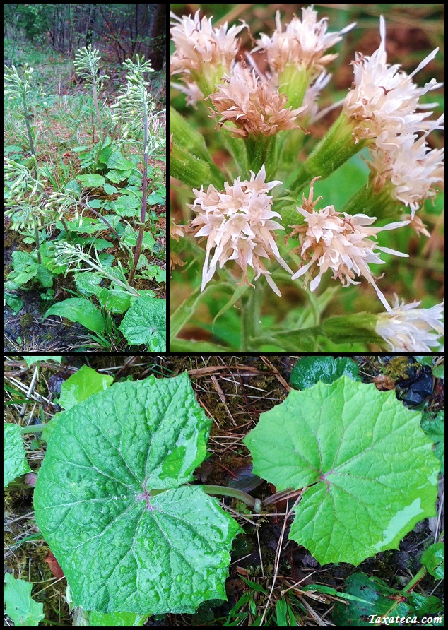 Petasites albus Petasites_albus