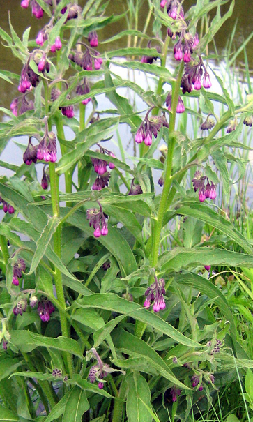 Symphytum officinale Symphytum_officinale