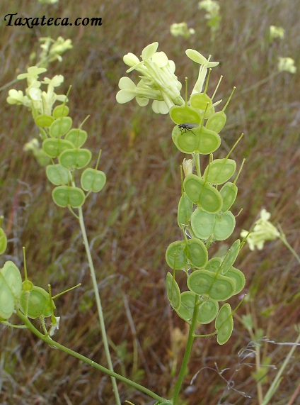 Biscutella auriculata Biscutella_auriculata