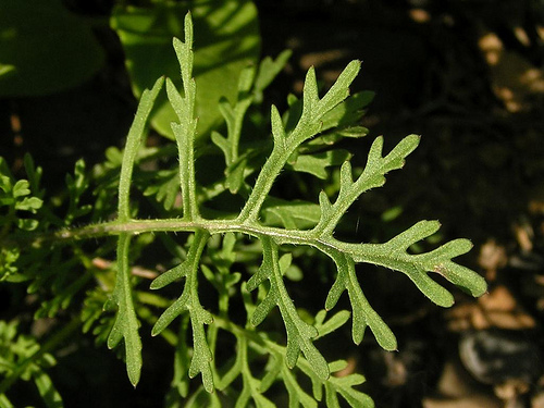 Carrichtera annua Carrichtera_annua