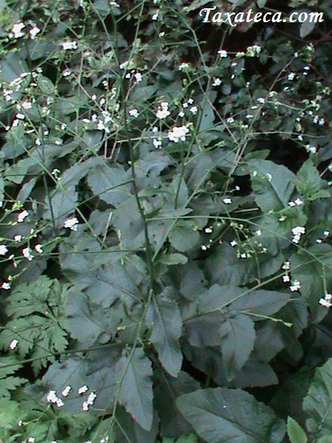 Crambe strigosa Crambe_strigosa