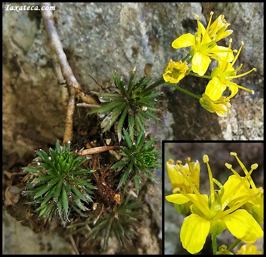 Draba aizoides Draba_aizoides