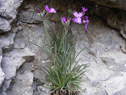 Matthiola fruticulosa Matthiola_fruticulosa2