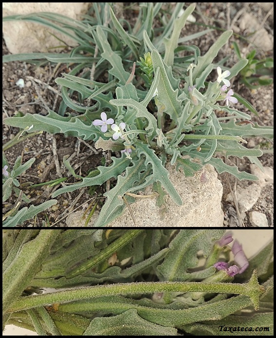 Matthiola parviflora Matthiola_parviflora