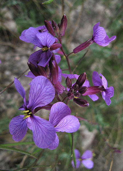 Moricandia arvensis Moricandia_arvensis