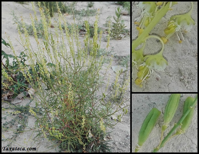 Reseda stricta Reseda_stricta