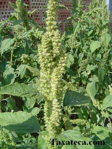 Amaranthus retroflexus Amaranthus_retroflexus