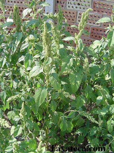 Amaranthus retroflexus Amaranthus_retroflexus2