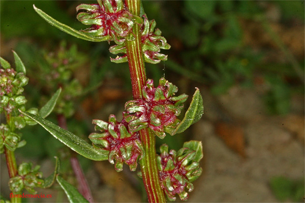 Beta macrocarpa Beta_macrocarpa