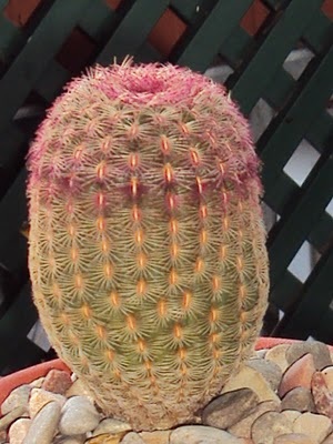 Echinocereus rigidissimus Echinocereus_rigidissimus2