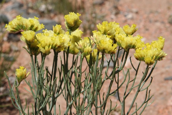 Limonium aureum Limonium_aureum