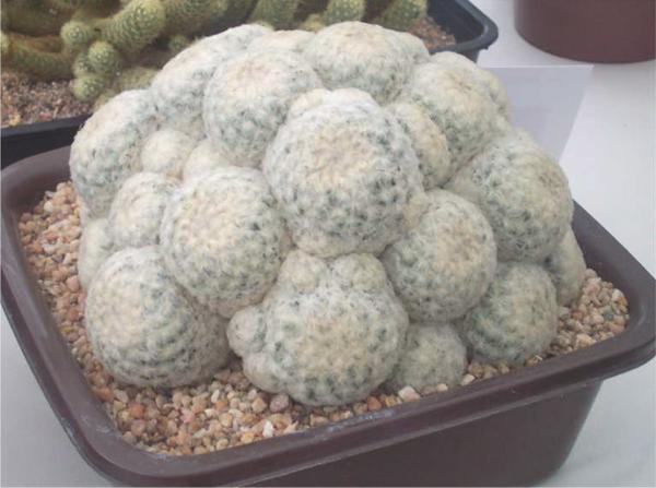 Mammillaria plumosa Mammillaria_plumosa2