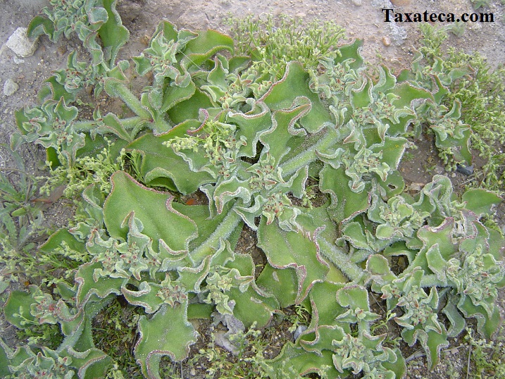 Mesembryanthemum crystallinum Mesembryantemum_crystallinum