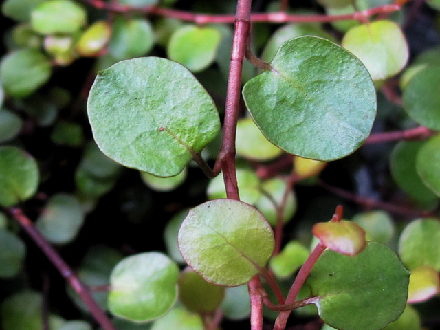 Muehlenbeckia complexa Muehlenbeckia_complexa2