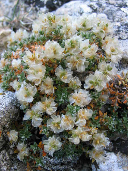 Paronychia argentea Paronychia_argentea