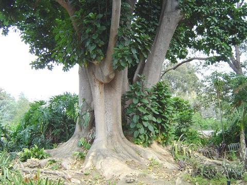 Phytolacca dioica Phytolacca_dioica