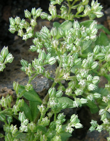 Polycarpon tetraphyllum Polycarpon_tetraphyllum2