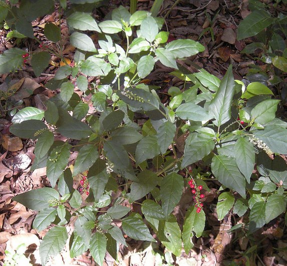 Rivina humilis Rivina_humilis