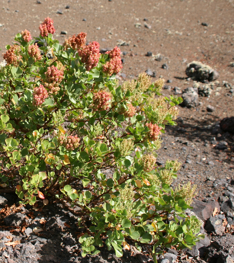 Rumex lunaria Rumex_lunaria