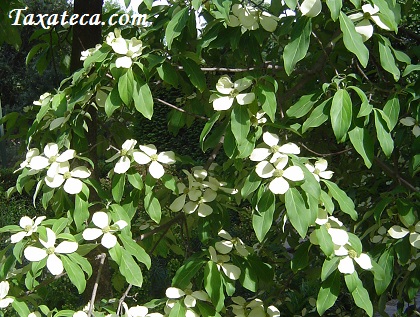 Cornus capitata Cornus_capitata2