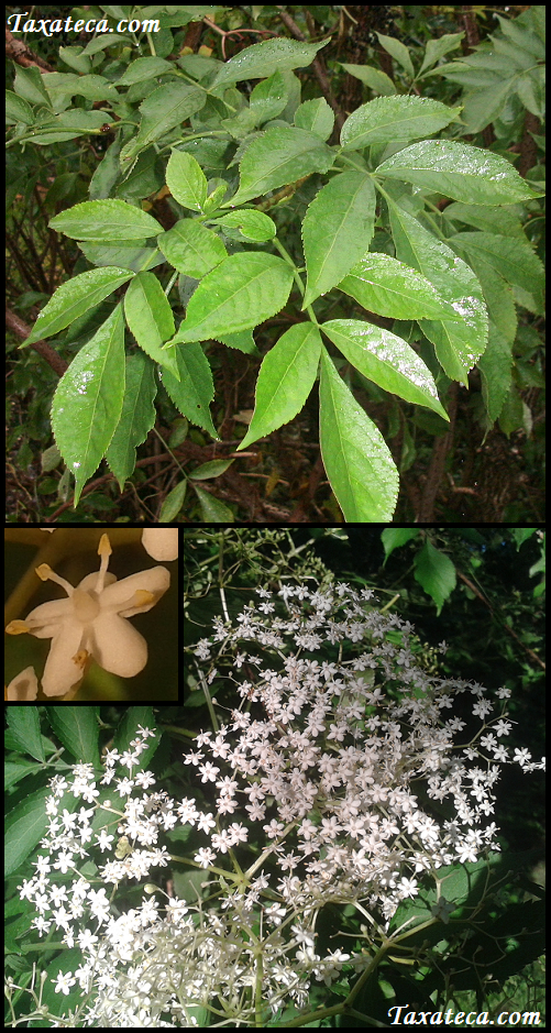 Sambucus nigra Sambucus_nigra