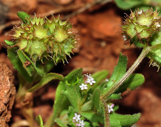 Valerianella discoidea Valerianella_discoidea