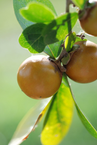 Diospyros rhodocalyx Diospyros_rhodocalyx2