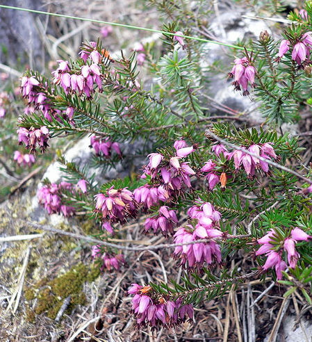 Erica carnea Erica_carnea