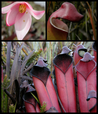 Heliamphora purpurascens Heliamphora_purpurascens