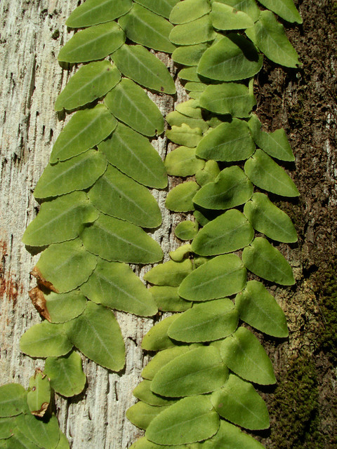 Marcgravia umbellata Marcgravia_umbellata2